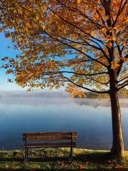 brown wooden bench beside tree